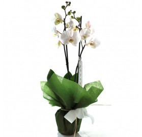 Phalaenopsis White Barcelona