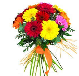 Gerberas Multicolor