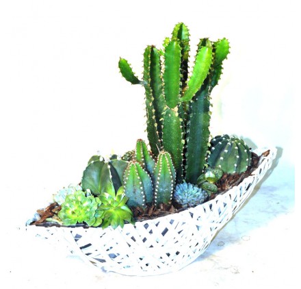 Cesta de Cactus