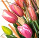 Vase of Tulips.